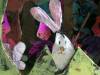 Le lapin vu par un autre groupe (in castelet)
